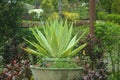 Mauritius-hemp an ornamental piece in your garden