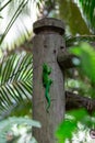 Mauritius lowland forest day gecko Phelsuma guimbeaui, Savanne, Mauritius Royalty Free Stock Photo
