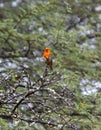 Mauritius, Madagascar Fody (Foudia madagascariensis) Royalty Free Stock Photo