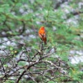 Mauritius, Madagascar Fody (Foudia madagascariensis) Royalty Free Stock Photo