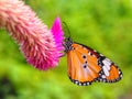 Mauritius Monarch butterfly on Celozja Royalty Free Stock Photo