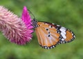 Mauritius Monarch butterfly on Celozja Royalty Free Stock Photo