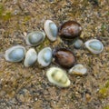 Mauritius Seashells Royalty Free Stock Photo