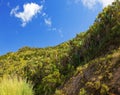 Mauritius. Tropical plants in sunny day