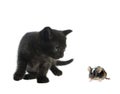 Mause and cat Royalty Free Stock Photo