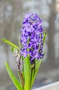 Mauve blue Hyacinthus orientalis, garden hyacinth flowers, bulbs Royalty Free Stock Photo