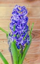Mauve blue Hyacinthus orientalis, garden hyacinth flowers, bulbs