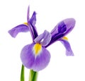 Mauve, blue iris flower, close up, isolated white background