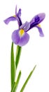 Mauve, blue iris flower, close up, isolated white background