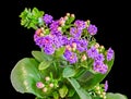 Mauve Calandiva flowers, Kalanchoe, family Crassulaceae, close up, black background