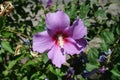 Mauve crimsoneyed flower of Hibiscus syriacus Royalty Free Stock Photo