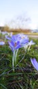 Mauve, extremist violet coloured crocuses, flower carpet on  meadow Royalty Free Stock Photo