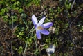 Mauve, extremist violet coloured crocuses, flower carpet on  meadow Royalty Free Stock Photo