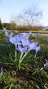 Mauve, extremist violet coloured crocuses, flower carpet on  meadow Royalty Free Stock Photo