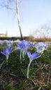 Mauve, extremist violet coloured crocuses, flower carpet on  meadow Royalty Free Stock Photo