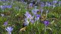 Mauve, extremist violet coloured crocuses, flower carpet on meadow Royalty Free Stock Photo