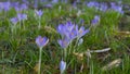 Mauve, extremist violet coloured crocuses, flower carpet on meadow Royalty Free Stock Photo