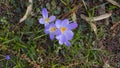 Mauve, extremist violet coloured crocuses, flower carpet on meadow Royalty Free Stock Photo