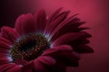 Mauve Flower Composition 2. Royalty Free Stock Photo