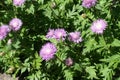 Mauve flower heads of Centaurea dealbata