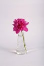 Mauve flower in a jar