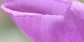 Mauve flower petals