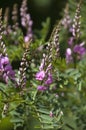 Mauve flower stems of an australian indigo bush