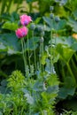 Mauve flowers of uncultivated common poppy Papaver Somniferum in front of stems with seed capsule grow on countryside road side Royalty Free Stock Photo