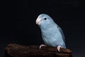 Mauve Forpus, Parakeet, Bird Royalty Free Stock Photo