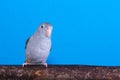 Mauve Forpus, Parakeet, Bird Royalty Free Stock Photo
