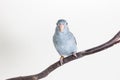 Mauve Forpus, Parakeet, Bird Royalty Free Stock Photo