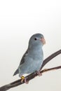 Mauve Forpus, Parakeet, Bird Royalty Free Stock Photo