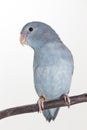 Mauve Forpus, Parakeet, Bird Royalty Free Stock Photo