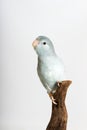 Mauve Forpus, Parakeet, Bird Royalty Free Stock Photo