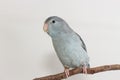 Mauve Forpus, Parakeet, Bird Royalty Free Stock Photo