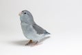 Mauve Forpus Parakeet, Bird Royalty Free Stock Photo