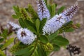 Mauve hebe flowers a New Zealand native