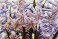 Mauve Hyacinthus orientalis flowers (common hyacinth, garden hyacinth or Dutch hyacinth) in a transparent vase, close up