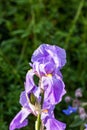 A mauve Iris flower against a dark green blurred background Royalty Free Stock Photo