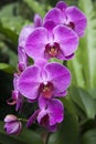Mauve Orchids
