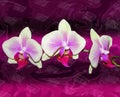 Mauve orchids on abstract background