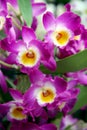 Mauve orchids
