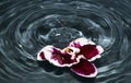 Mauve orchids flower on blue  water and splashes. Water splash. Waves. Drops. Close up Royalty Free Stock Photo