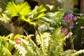 Mauve orchids in front of a green garden