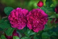 Mauve pink Darcey Bussel roses in rose garden Royalty Free Stock Photo