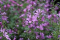 Mauve purple, common mallow flowers. Malva Sylvestris