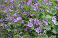 Mauve purple, common mallow flowers. Malva Sylvestris.