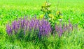 Mauve purple Lavandula angustifolia flowers in a green field