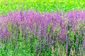 Mauve purple Lavandula angustifolia flowers in a green field