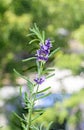 Mauve purple Lavandula angustifolia flowers, lavender,